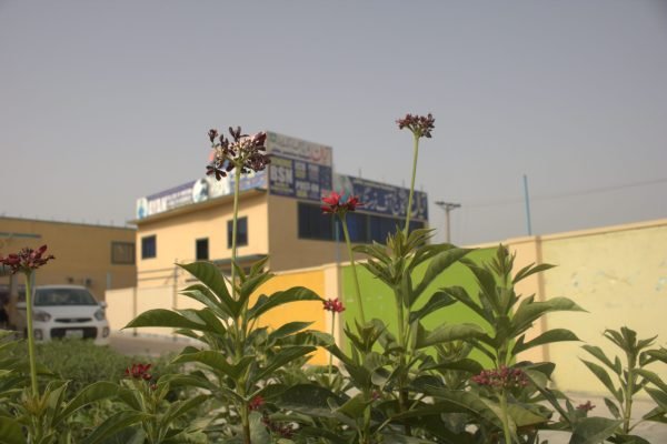 pic glimpse 1