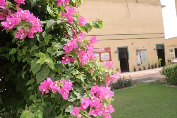 pic glimpse 2